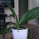 Spike Growing Under Flat Leaf