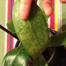 Sunken Spots on Phalaenopsis Leaves