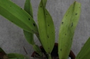 Necrotic Splotches on Cattleya