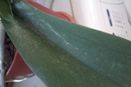 Stippling and Webbing on Orchid Leaves