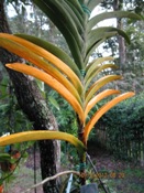 Vanda Lower Leaves Yellowing