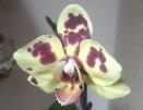Spots on Phalaenopsis Flower Bud