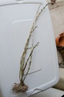 Can Dendrobium Be Revived