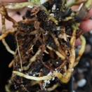 Snow Mold Growing in Degraded Mix