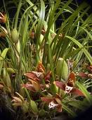 Maxillaria tenuifolia