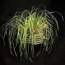 Maxillaria tenuifolia