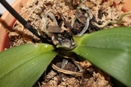 Phalaenopsis Leaf Fell Off
