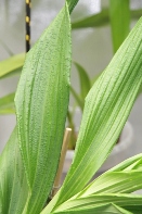 Bumps on Catasetum Leaves