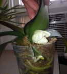 Short Phalaenopsis Flower Spike