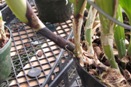 Black Sheaths at Base of Cattleya Pseudobulb