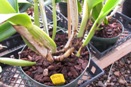 Black Sheaths at Base of Cattleya Pseudobulb