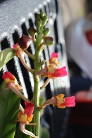 Something Eating Vanda Flowers Overnight