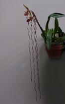 Can We Grow Paph. sanderianum Here