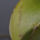 Brown Bumps on Orchid Leaves