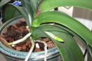Phalaenopsis Roots Where Flower Spike Should Be