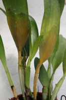 Water Soaked Yellowing on Cattleya
