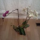 Phal in Pot with No Drainage Hole