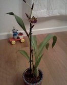 Zygopetalum Dropping Flowers