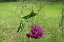 Vanda Stem Hanging Downward