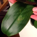 Phal Leaf Translucent