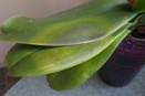 Cold Damage on Phal