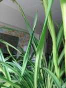 Leaf Twisting Issue on Cym. Pauwelsii 'Kessander' CCM/AOS