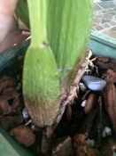 Brassia Pseudobulb is Browning