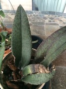 Thick Leaved Oncidium