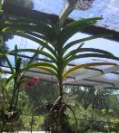 Vandas Losing Lower Leaves