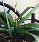 Phal Bloom Spike Died in Middle