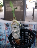 Catasetum Has Keiki and No Roots