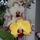 New Phalaenopsis Flower is Much Yellower than Older Flowers