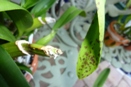 Dark Spots on Tips of Mature Cattleyas