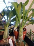 Winter Watering of Catasetums