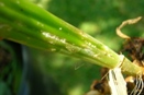 Boisduval Scale on Cattleya Orchid Pseudobulb