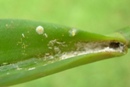 Boisduval Scale on Cattleya Orchid Leaf Axil