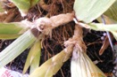 Rotten Pseudobulbs on Miltonia