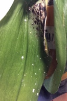 Rehab or Discard Plant