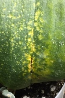 Fusarium in Phalaenopsis