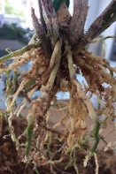 Dendrobium Leaves Sickly