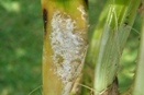 Boisduval Scale Infestation on Cattleya Orchid Pseudobulb