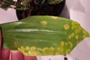 Red Circular Lesions on Dendrobium