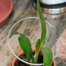 Discoloration on Plants