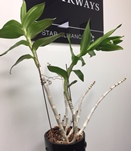 Dendrobium Growing Every Which Way