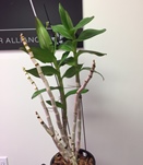 Dendrobium Growing Every Which Way