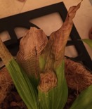 Enlarging Rings on Orchid Leaves