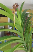 Bloom Spikes on Vanda Dried Up