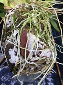 White Crystalline Material on Potting Media