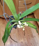 Lower Leaves Wilting on Rhyncostylis