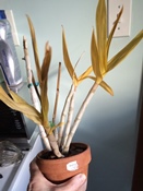 Dendrobium Leaves Yellowed